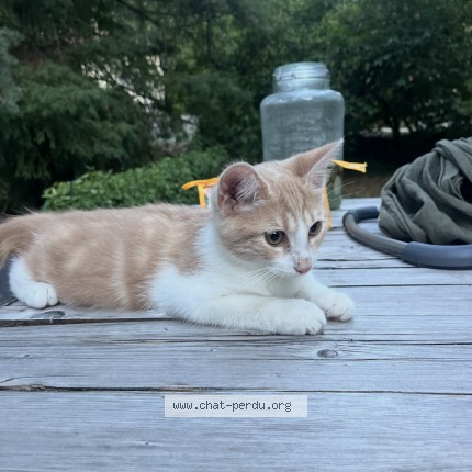 Photo of a cat found in Toulouse