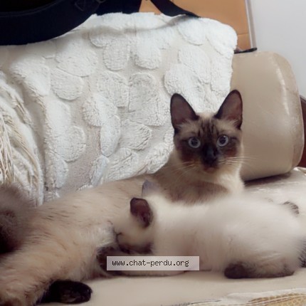 Photo of a cat found in Rosny Sur Seine
