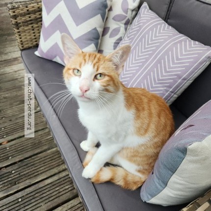 Photo of a cat found in Dompierre Sur Yon