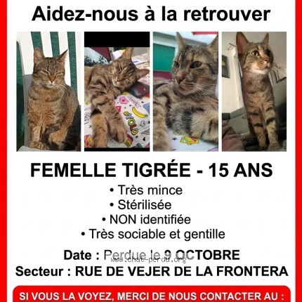 Photo of a cat found in Amboise