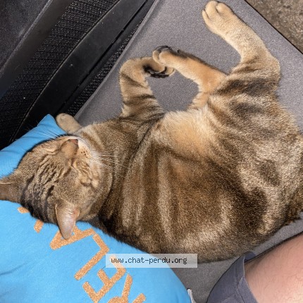 Photo of a cat found in Gruissan