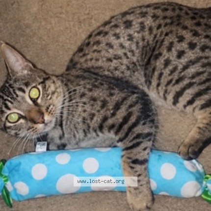 Photo 1/1 Tigger Cat lost in Bakersfield