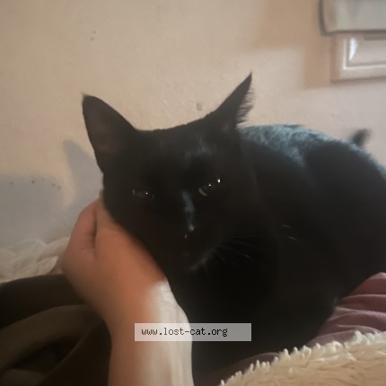 Photo 1/1 lucy Cat lost in Carlsbad