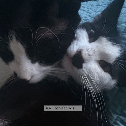Photo 1/1 lulu Cat lost in Silverdale