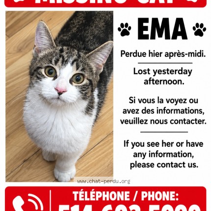 Photo 1/1 ema Cat lost in Montreal