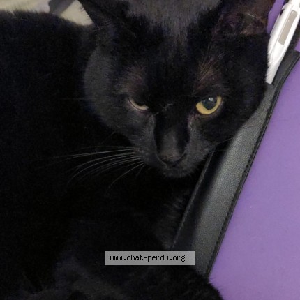 Photo of a cat found in Millery