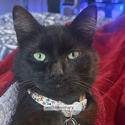 Photo 1/3 Loki Cat lost in Oxnard