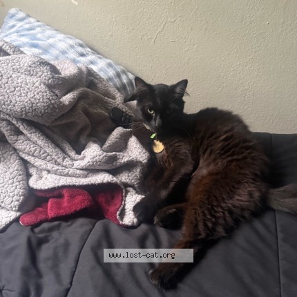 Photo 2/3 Loki Cat lost in Oxnard