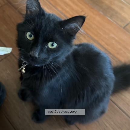 Photo 3/3 Loki Cat lost in Oxnard