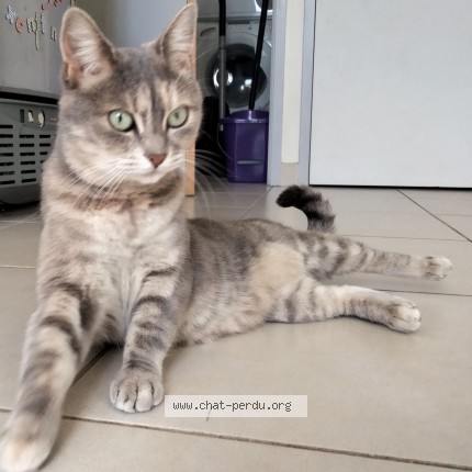 Photo of a cat reunited in Douarnenez