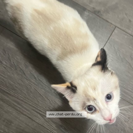 Photo of a cat found in Toulouse