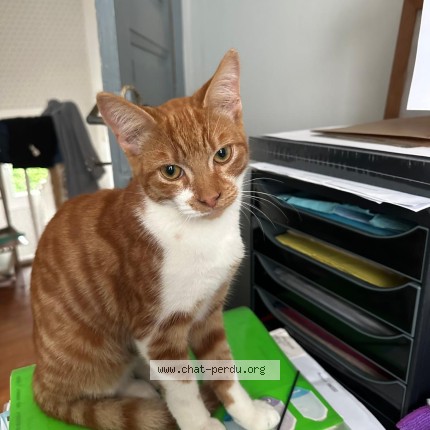 Photo of a cat found in Brest