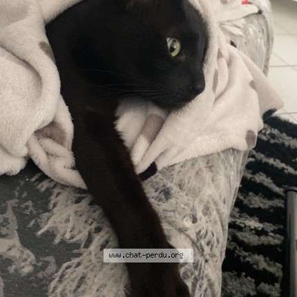 Photo of a cat found in Blagnac