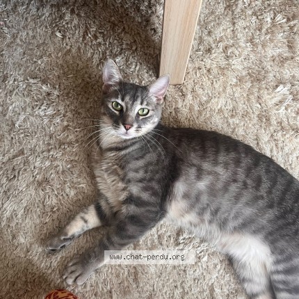 Photo of a cat found in Montreuil