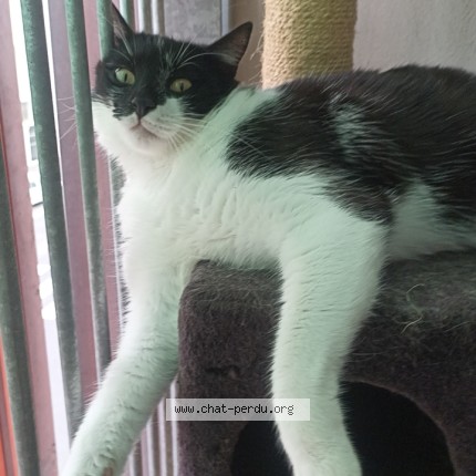 Photo of a cat found in Mondonville