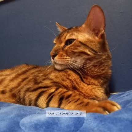 Foto 1/1 swagg Kat vermist in Soignies