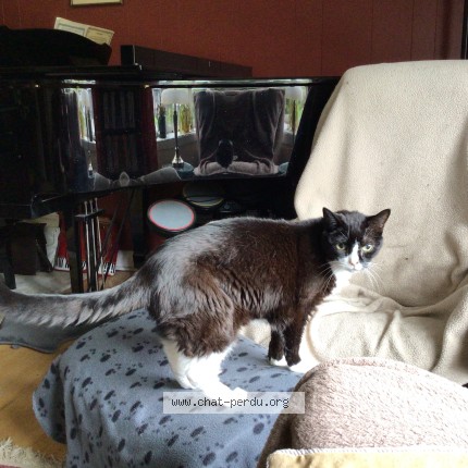 Photo of a cat found in Quebec