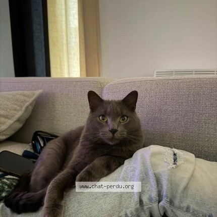 Photo 1/1 Sangohan Cat lost in Trois Rivieres