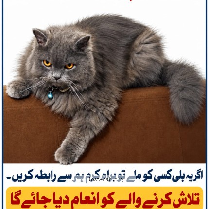 Picture of cat lost at Lahore