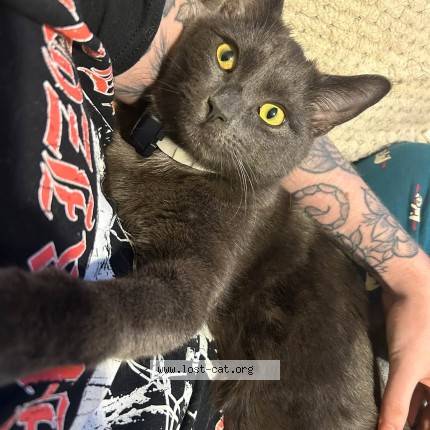 Picture of cat lost at Tewkesbury