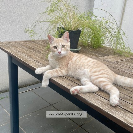 Photo of a cat found in Beziers