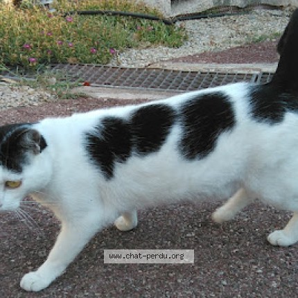 Photo of a cat found in Eyguieres