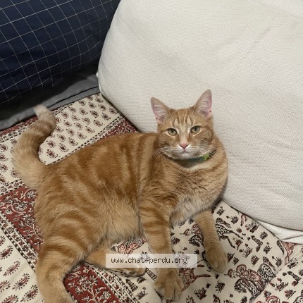 Picture of cat lost at Montreal