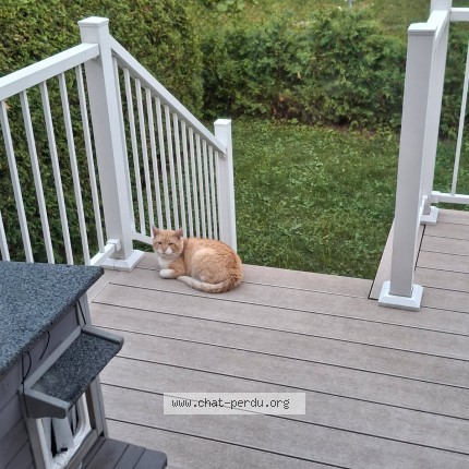 Photo 1/1 Yogi Cat lost in Montreal Cartierville