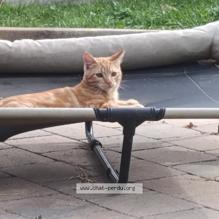 Foto 1/1 Puccini Kat vermist in Perwez