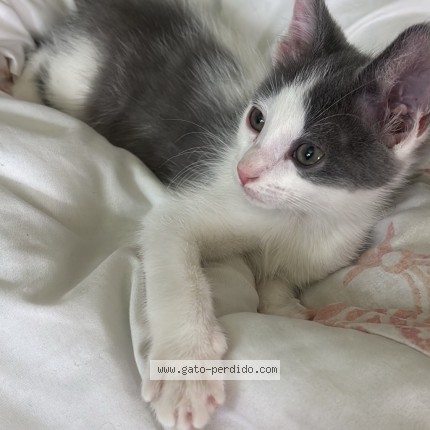 Picture of cat lost at Maricopa