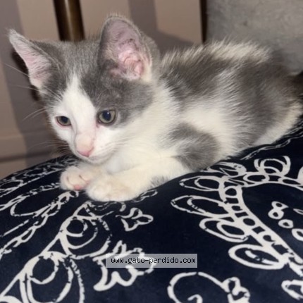 Photo 2/4 Cleo Mimi Cat lost in Maricopa