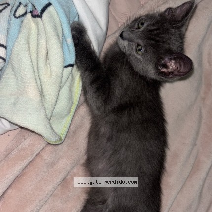 Photo 3/4 Cleo Mimi Cat lost in Maricopa