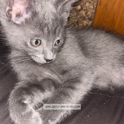 Photo 4/4 Cleo Mimi Cat lost in Maricopa
