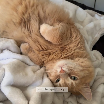Picture of cat lost at Magog