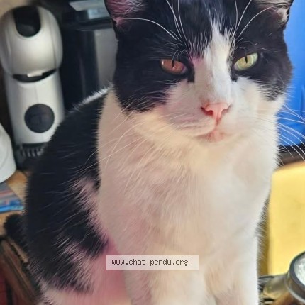 Photo of a cat reunited in Villiers Sur Morin