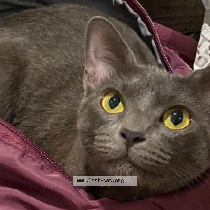 Picture of cat lost at Edmonton