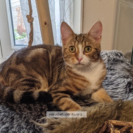 Photo of a cat found in Champhol