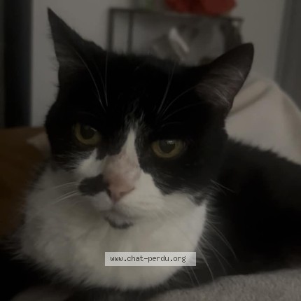 Photo of a cat found in Salleles D Aude