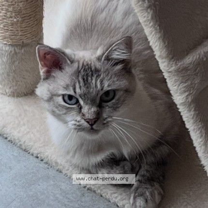 Photo of a cat found in Le Bouscat