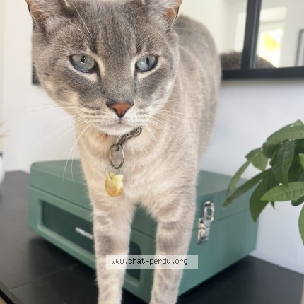 Photo of a cat found in Guilers