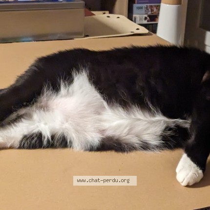 Photo of a cat found in Champagne