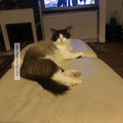 Photo of a cat found in Bordeaux