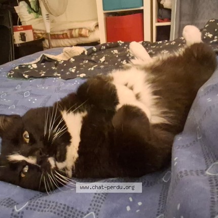 Photo of a cat found in Caen