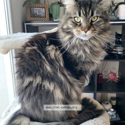 Photo of a cat found in La Roquette Sur Siagne
