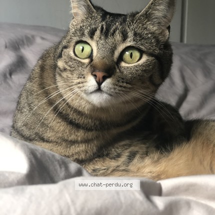 Photo of a cat found in Evreux