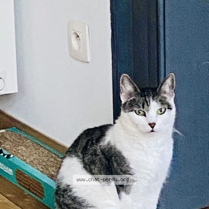 Foto 1/1 Cayenne Kat vermist in Bilstain