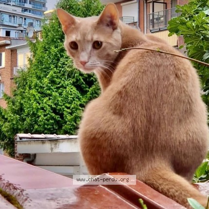 Foto 1/3 Lynx Kat vermist in Ganshoren