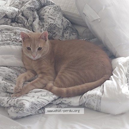 Foto 2/3 Lynx Kat vermist in Ganshoren