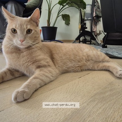 Foto 3/3 Lynx Kat vermist in Ganshoren