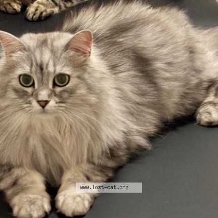 Picture of cat lost at Markham